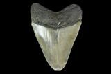 3.17" Fossil Megalodon Tooth - North Carolina - #130027-1
